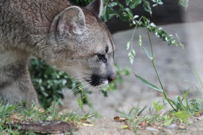 Svarīgi, Igaunija, savvaļas dzīvnieki, puma, kaķveidīgie, pieradināti dzīvnieki, privātie zoodārzi, zoologi