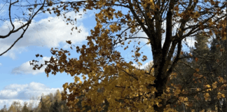 laika prognoze, laiks Latvijā, laiks šonedēļ, lietus, migla, rudens laiks, temperatūra Latvijā, brīvdienu laiks, sinoptiķu prognoze, mākoņains laiks, rudenīgs laiks,