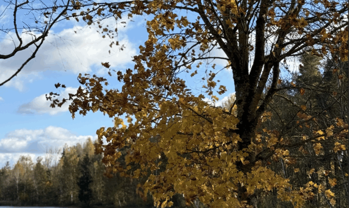 Foto: BNN laika prognoze, laiks Latvijā, laiks šonedēļ, lietus, migla, rudens laiks, temperatūra Latvijā, brīvdienu laiks, sinoptiķu prognoze, mākoņains laiks, rudenīgs laiks,