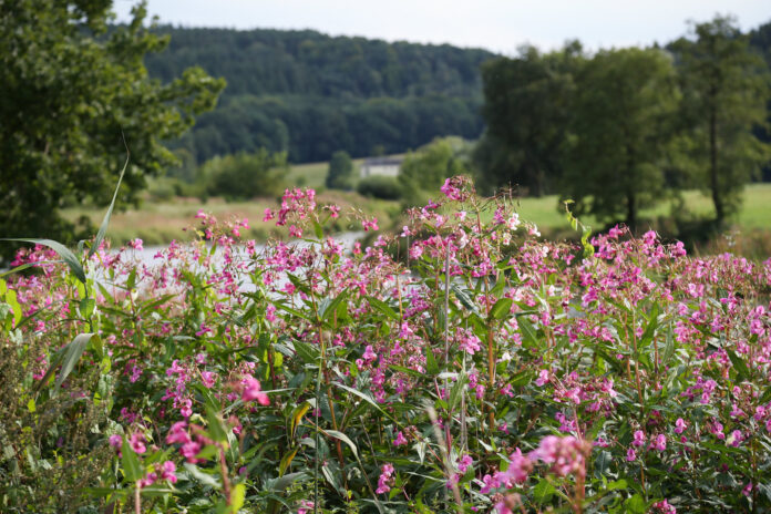 Puķu sprigane. Foto: Maja Dumat/Flickr Svarīgi, Igaunija, invazīvie augi, invazīvās sugas, dabas aizsardzība, vide, likumdošanas izmaiņas, likumprojekts