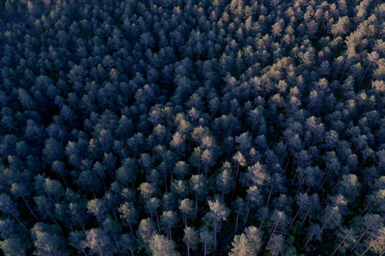 Latvijas meži, mežu pārdošana, IKEA meži Latvijā, Ingka Investments, Södra, Latvijas valsts meži, zaļais kurss, klimata politika, mežu īpašumtiesības, mežu atpirkšana, nacionālie resursi, ārvalstu investori, ilgtspēja Latvijā