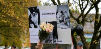 Bauska pikets, suņu nošaušana Bauskas novadā, Egīls Gailis atstādināts, Bauskas pašvaldības policija, kriminālprocess par cietsirdību pret dzīvniekiem, datu noplūde Bauska,