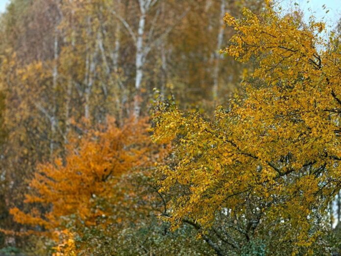laikapstākļi Latvijā, laika prognoze, brīvdienu laiks, Latvijas Vides ģeoloģijas un meteoroloģijas centrs, salnas Latvijā, sals, slapjš sniegs, lietus, migla,