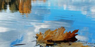 laikapstākļi Latvijā, laika prognoze, nedēļas prognoze, migla, lietus, temperatūra Latvijā, rudens laikapstākļi, gaisa temperatūra, meteorologi, vējš Latvijā, dienvidu vējš, Latvijas Vides ģeoloģijas un meteoroloģijas centrs