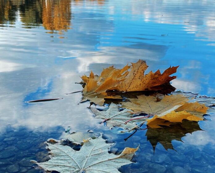 laikapstākļi Latvijā, laika prognoze, nedēļas prognoze, migla, lietus, temperatūra Latvijā, rudens laikapstākļi, gaisa temperatūra, meteorologi, vējš Latvijā, dienvidu vējš, Latvijas Vides ģeoloģijas un meteoroloģijas centrs