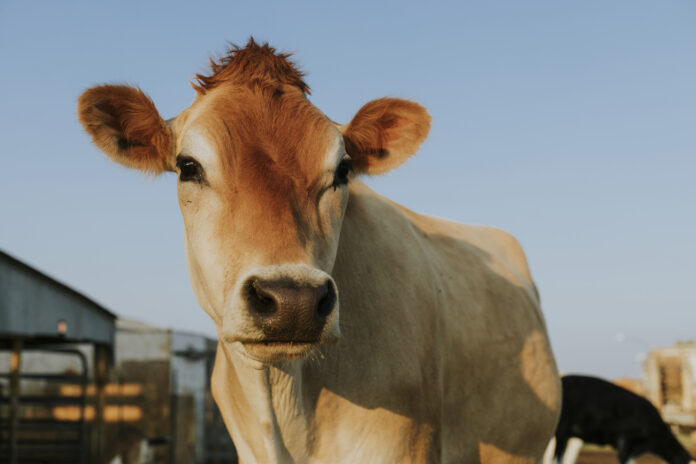 zilās mēles slimība, infekciozais katarālais drudzis, PVD, Pārtikas un veterinārais dienests, Lietuva, Latvija, dzīvnieku slimības, liellopi,