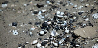 Satversmes tiesa, Jūrmalas teritorijas plānojums, Jūrmala, vides aizsardzība, biotopi, mežainas piejūras kāpas, aizsargājamās teritorijas, ilgtspēja,