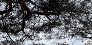 Laika prognoze Latvija, laikapstākļi, LVĢMC prognoze, laika ziņas, migla Latvijā, nedēļas nogales laikapstākļi, brīvdienu prognoze, laiks ceturtdien, +13 grādi, a