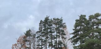 laikapstākļi Latvijā, laika prognoze, brīvdienu laiks, meteoroloģijas prognoze, mākoņains laiks, migla, neliels lietus, LVĢMC, laiks Rīgā