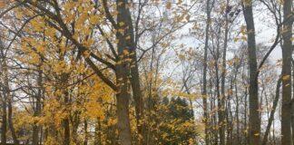 aikapstākļi, laika prognoze, laiks Latvijā, lietus, migla, temperatūra, laika ziņas, nedēļas prognoze, vējš, meteorologi, brīvdienu prognoze, ciklons, smidzināšana, pelēcīgs laiks