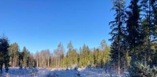 aikapstākļi Latvijā, sniegs, slapjš sniegs, nokrišņi, gaisa temperatūra, sniega sega, brāzmains vējš, meteoroloģiskā prognoze, ziemas laikapstākļi, ciklons Latvijā, LVĢMC prognoze, laikapstākļi brīvdienās