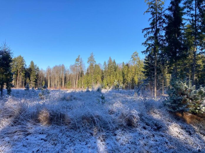 aikapstākļi Latvijā, sniegs, slapjš sniegs, nokrišņi, gaisa temperatūra, sniega sega, brāzmains vējš, meteoroloģiskā prognoze, ziemas laikapstākļi, ciklons Latvijā, LVĢMC prognoze, laikapstākļi brīvdienās