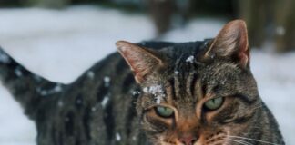 niegšana, atkala, sasalstošs lietus, slideni ceļi, bīstami laikapstākļi, laika prognoze Latvijā, LVĢMC brīdinājums, brāzmains vējš, sniega sega, apledojums, nedēļas nogales laiks, nokrišņi Latvijā