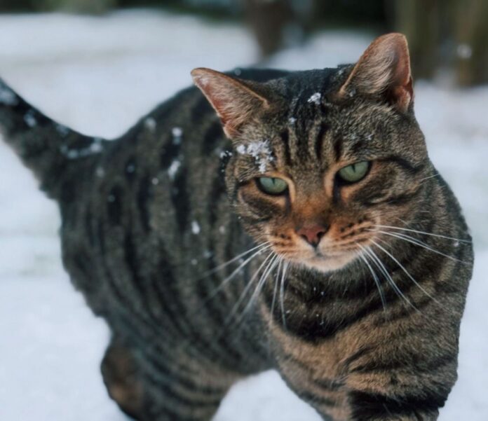 niegšana, atkala, sasalstošs lietus, slideni ceļi, bīstami laikapstākļi, laika prognoze Latvijā, LVĢMC brīdinājums, brāzmains vējš, sniega sega, apledojums, nedēļas nogales laiks, nokrišņi Latvijā