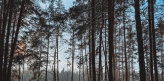 laika prognoze Latvija, atkala, stiprs apledojums, slapjš sniegs, lietus un sniegs, LVĢMC prognoze, brīvdienu laika apstākļi, slideni ceļi, dienvidu vējš,