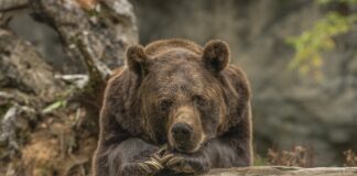 nelikumīgas medības, lācis Ogres novadā, brūnais lācis, Taurupe, Valsts meža dienests, VMD, Valsts policija, aizsargājami dzīvnieki, nelikumīga medīšana, kriminālprocess, īpaši aizsargājama suga,