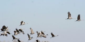 Svarīgi, putnu gripa, Vācija, dzērves, migrējošie putni, dzīvnieku slimības, mājputni, ierobežojumi, infekcijas slimības