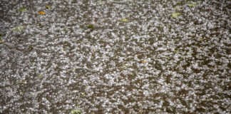 Satversmes tiesa, ST spriedums, piespiedu dalītais īpašums, zemes likumiskā lietošana, 4% likme, kadastrālā vērtība, universālā kadastrālā vērtība, fiskālā vērtība, zemes īpašnieku atlīdzība, zemes noma,