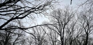 laikapstākļi Latvijā, laika prognoze, lietus Latvijā, decembra laikapstākļi, sinoptiķu prognoze, LVĢMC, migla Latvijas austrumos, brāzmains vējš, temperatūra decembrī, lietains laiks