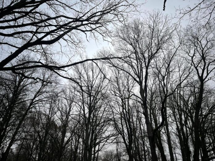 laikapstākļi Latvijā, laika prognoze, lietus Latvijā, decembra laikapstākļi, sinoptiķu prognoze, LVĢMC, migla Latvijas austrumos, brāzmains vējš, temperatūra decembrī, lietains laiks