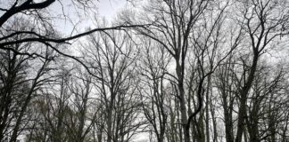 siltākais decembris, laika prognoze decembris, sinoptiķu prognoze, sals nav gaidāms, silts decembris Latvijā, decembra temperatūra, ziemas prognoze,