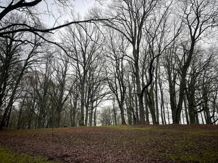 siltākais decembris, laika prognoze decembris, sinoptiķu prognoze, sals nav gaidāms, silts decembris Latvijā, decembra temperatūra, ziemas prognoze,