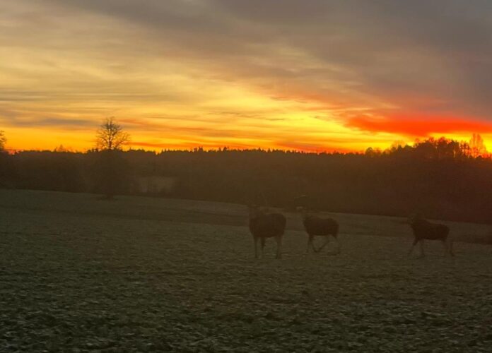 laikapstākļi Latvijā, nedēļas laikapstākļu prognoze, migla un atkala, slideni ceļi, sniegs austrumos, lietus Latvijā, brāzmains vējš, anticiklons, gaisa temperatūra, laikapstākļi nedēļas nogalē, satiksmes drošība, sinoptiķu prognoze