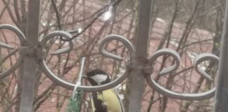 Ziemassvētku laika prognoze, laikapstākļi Ziemassvētkos, laiks Latvijā Ziemassvētkos, sals Ziemassvētkos, apledojums uz ceļiem, sinoptiķu prognoze Latvija, Ziemassvētki bez sniega, laikapstākļi decembra beigās, laika prognoze brīvdienām, Ziemassvētku sals