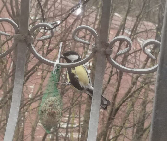 Ziemassvētku laika prognoze, laikapstākļi Ziemassvētkos, laiks Latvijā Ziemassvētkos, sals Ziemassvētkos, apledojums uz ceļiem, sinoptiķu prognoze Latvija, Ziemassvētki bez sniega, laikapstākļi decembra beigās, laika prognoze brīvdienām, Ziemassvētku sals