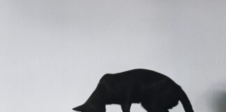 Svarīgi, Lietuva, LRT, Gitans Nausēda, Inga Ruginiene, Seims, likumprojekts, sabiedriskā raidorganizācija, žurnālistika, protesti