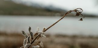 Svarīgi, Čehija, Autobraucēji sev, Petrs Macinka, Petrs Pavels, Filips Tureks, Andrejs Babišs, klimata politika, vides politika