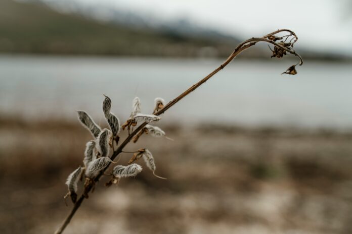 Svarīgi, Čehija, Autobraucēji sev, Petrs Macinka, Petrs Pavels, Filips Tureks, Andrejs Babišs, klimata politika, vides politika