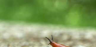 Svarīgi, Lietuva, invazīvās sugas, invazīvs kaitēklis, Marijampole, kailgliemežu apkarošana