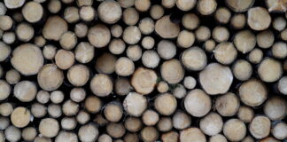 meža nozare, mežsaimniecība Latvijā, meža apsaimniekošana, Latvijas meži, koksnes tirgus, meža ekonomika, dabai tuva mežsaimniecība, meža ekosistēma, meža nozares izaicinājumi,