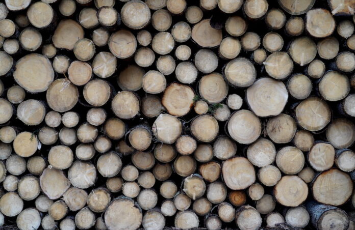 meža nozare, mežsaimniecība Latvijā, meža apsaimniekošana, Latvijas meži, koksnes tirgus, meža ekonomika, dabai tuva mežsaimniecība, meža ekosistēma, meža nozares izaicinājumi,