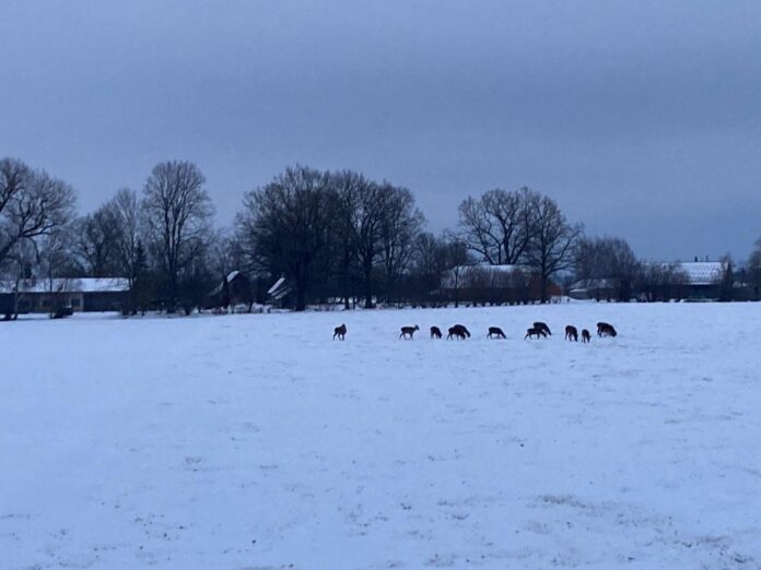 laika prognoze Latvijā, sniegs Latvijā, sals līdz –25 grādiem, aukstums Latvijā, ziemas laikapstākļi, snigšana, slideni ceļi, gaisa temperatūra,