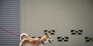 Svarīgi, Igaunija, nežēlība pret dzīvniekiem, dzīvnieku labturība, dzīvnieku aizsardzība, likumdošana