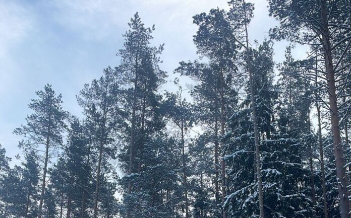 laika prognoze nedēļas nogalei, sals līdz mīnus 26 grādiem, sniegs Latvijā, putenis, brāzmains vējš, aukstuma vilnis, laika prognoze svētdienai, ziemas laiks Latvijā, mīnus 20 grādi, termometra stabiņš zem nulles