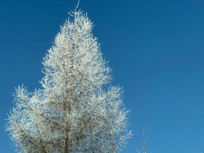 laika prognoze Latvijā, sniegs Latvijā, sniega sega, atkala, sals līdz -15, brāzmains vējš, redzamība 500 metri, nedēļas nogales laikapstākļi, Latgale atkusnis, ziemas prognoze, temperatūra zem nulles