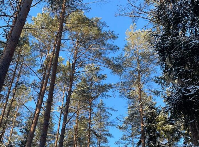 laika prognoze Latvijā, laikapstākļi šonedēļ, slapjš sniegs, lietus un sniegs, atkala Latvijā, migla uz ceļiem, brāzmains vējš piekrastē, gaisa temperatūra,