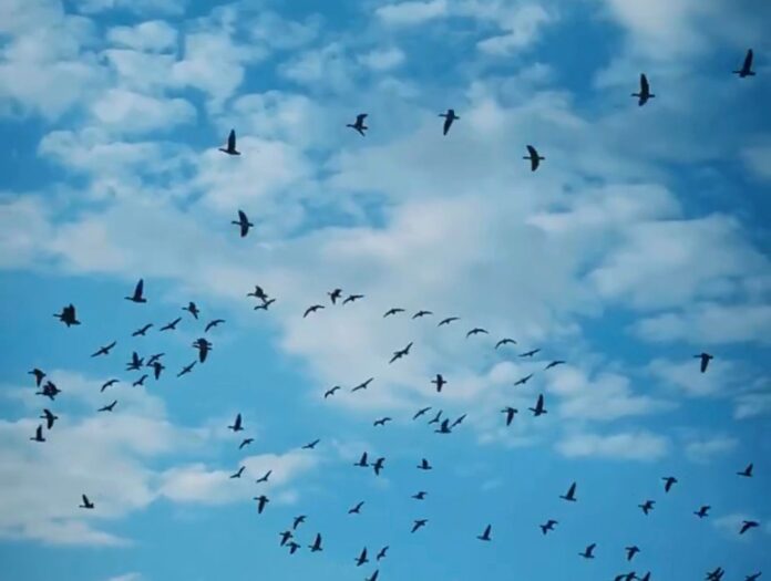 laika prognoze Latvijā, laiks brīvdienās Latvijā, laikapstākļi Latvijā, sals Latvijā naktī, temperatūra Latvijā, pavasarīgs laiks Latvijā, nedēļas nogales laika prognoz