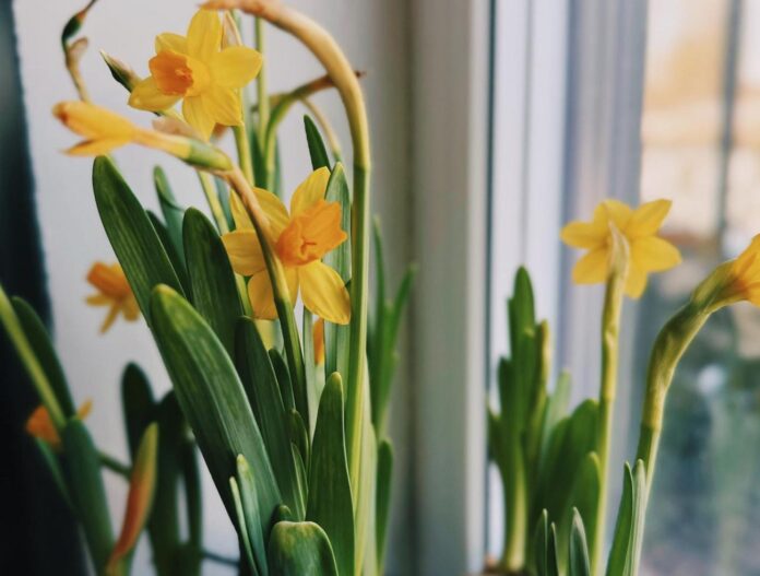 laika prognoze Latvijā, laiks Latvijā nedēļā, pavasaris Latvijā, temperatūra Latvijā, sinoptiķu prognoze, siltums Latvijā, laika prognoze brīvdienām, saule Latvijā, temperatūra līdz +15 grādiem
