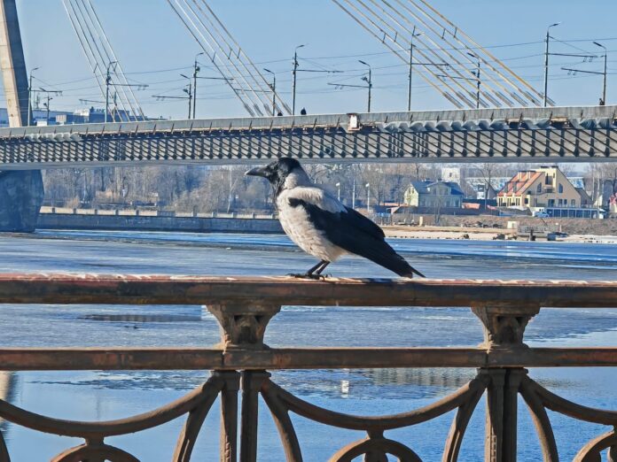 laika prognoze Latvijā, laiks Latvijā nedēļā, pavasaris Latvijā, temperatūra Latvijā, sinoptiķu prognoze, saulains laiks Latvijā, laika prognoze brīvdienām, pavasara siltums Latvijā, temperatūra līdz +15 grādiem