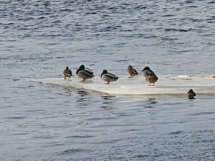 laika prognoze Latvijā, laiks brīvdienās Latvijā, laika ziņas Latvijā, pavasarīgs laiks Latvijā, gaisa temperatūra Latvijā, sinoptiķu prognoze Latvijā, nedēļas nogales laiks Latvijā