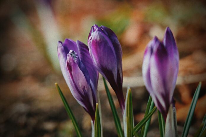 laika prognoze Latvija, laikapstākļi Latvijā, sinoptiķi Latvijā, laika prognoze nedēļai, migla Latvijā, pavasara laiks Latvijā, temperatūra Latvijā, lietus Latvijā, saulains laiks Latvijā