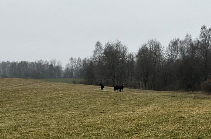 laikapstākļi Latvijā, laika prognoze brīvdienām, laika prognoze Latvijā, nedēļas laiks Latvijā, ciklons Latvijā, nokrišņi Latvijā, gaisa temperatūra Latvijā, sals naktīs,