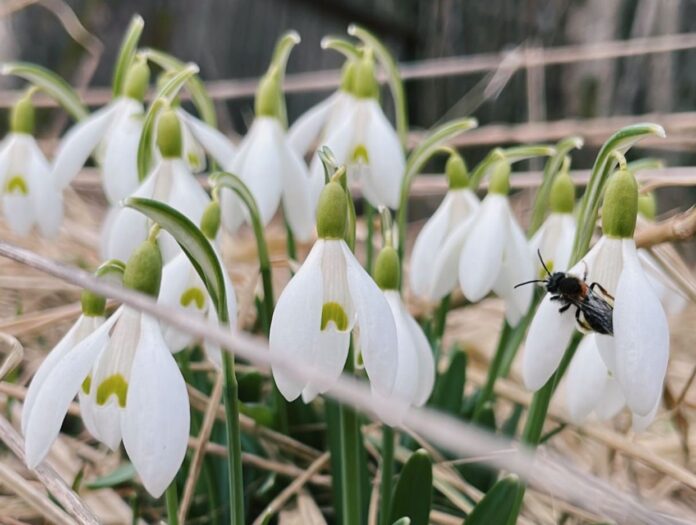 laika prognoze Latvijā, laikapstākļi Latvijā, sinoptiķu prognoze, lietus Latvijā, temperatūra Latvijā, siltums Latvijā, pavasara laiks Latvijā, migla Latvijā, vējš Latvijā, nedēļas laika prognoz