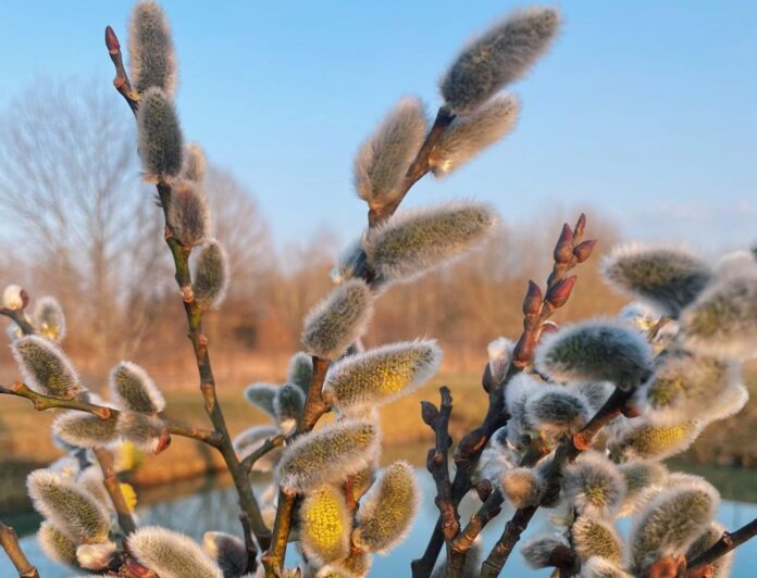 laika prognoze Latvijā, laikapstākļi Latvijā, laiks šonedēļ, lietus Latvijā, migla Latvijā, temperatūra Latvijā, sals naktīs, ciklons Latvijā, pavasara laiks, laiks piekrastē, sinoptiķu prognoze, LVĢMC prognoze