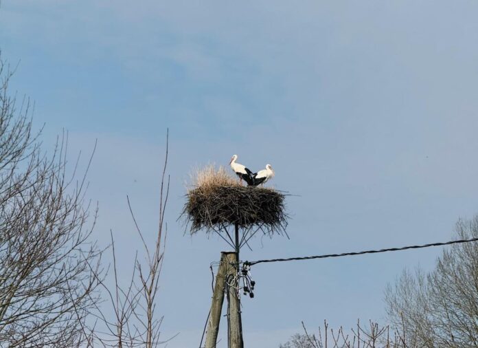 laika prognoze Latvijā, laikapstākļi Latvijā, laiks šonedēļ Latvijā, ciklons Latvijā, lietus Latvijā, vējš Latvijā, stiprs vējš Latvijā, temperatūra Latvijā, migla Latvijā, laiks piekrastē, LVĢMC prognoze, pavasara laiks