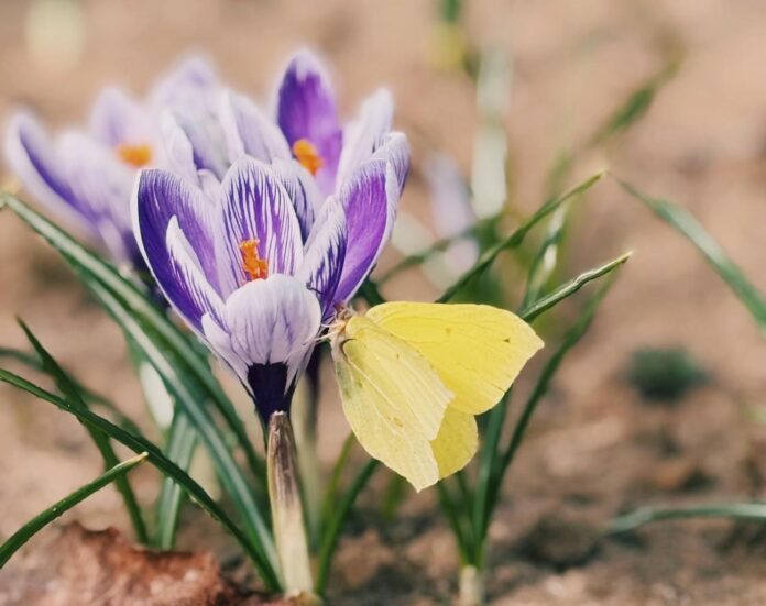 laika prognoze Latvijā, laikapstākļi nedēļai, laiks trešdien, laiks brīvdienās, lietus Latvijā, migla Latvijā, temperatūra Latvijā, vējš Latvijā, pavasara laiks Latvijā